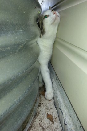 Wedged in ... the cat trapped between wall and water tank.