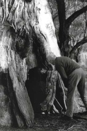 Noted folklorist John Meredith OAM inspecting the 'Fairy Tree'  July, 1992