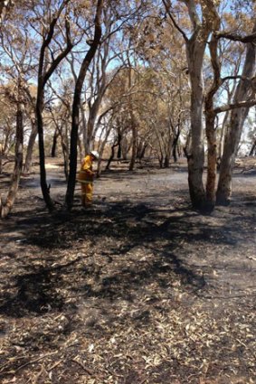 Wind is blowing leaves dried by the fire on Monday onto hot embers and across our old containment lines. <i> Photo: Bungendore RFS </i>