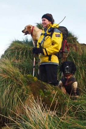 Challenging terrain ... Karen Andrew among the regrowing island tussocks, with dogs Ash and Fin. The hunt has followed a mass poison baiting.
