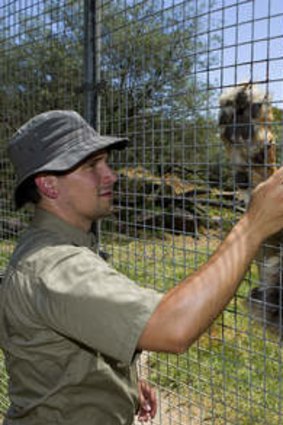 Zookeeper Curtis Prouting feeds the lions.