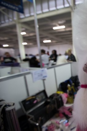 Poodles get ready for their big day at the Royal Melbourne Show - and there is no suggestion of anything against the rules here.