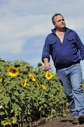 Tim Duddy on his sunflower farm says a moratorium should be put on mining in agricultural areas until a regional solution is reached to protect farmers.