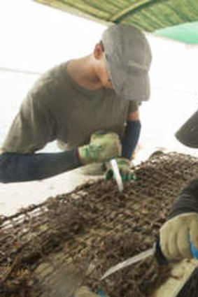 Treasure hunting … workers at Paspaley's operations off the WA coast.