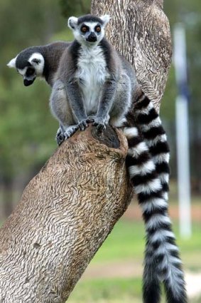 A ring-tailed lemur at Taronga Western Plains Zoo.