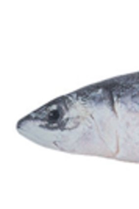 The Magiris will fish for 18,000 tonnes of mackerel (pictured) and redbait.