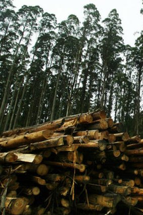 VicForests will take over sole responsibility for calculating the amount of timber that can be sustainably harvested.