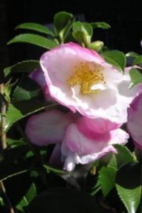 Bloom boom: This week Jackie French picked many, many camellias.