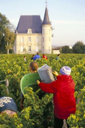 Vintage finds ... harvest at Chateau Pichon Longueville, Bordeaux.