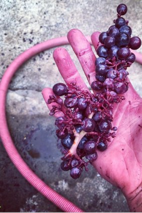 The red grapes used by Dormilona for some of its wines.