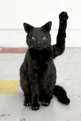 You'll be waved in by Greatest Hits' black cat.