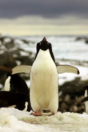 An Adelie penguin on Signy Island.