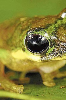 The spike-nosed tree frog.