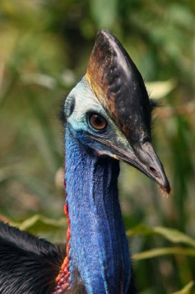 A cassowary at the Daintree Wildlife Zoo.