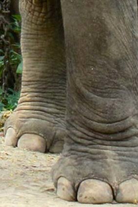 A healthy elephant’s foot.