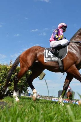 Trainer Danny O'Brien believes Shamexpress will improve significantly as a result of his experience.