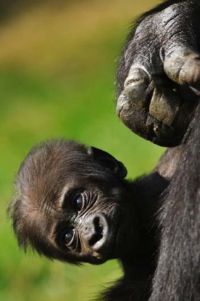 At risk &#8230; a baby gorilla.