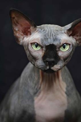 Amiable &#8230; the hairless sphynx.