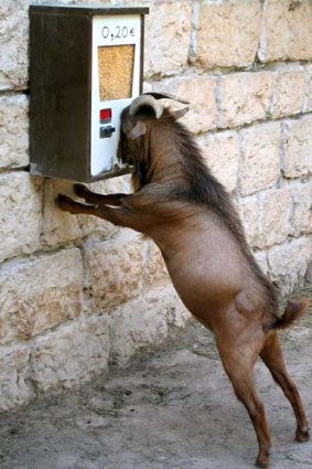 Cleverer than you think: A mountain goat tries to eat grains of corn in a vending machine ata French zoo.