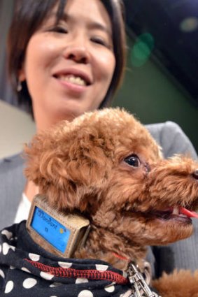 Employee Yoko Mitsuyama of Japan's computer maker Fujitsu holds her dog 'Ace' who is wearing the company's 'Wandant', a device developed to maintain a dog's health.