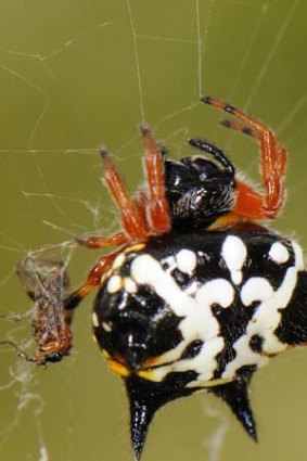 Spiny Spider, a relative of the bird-dropping spiders.