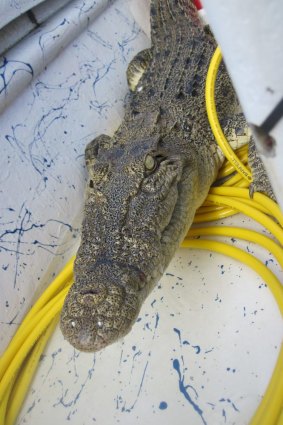 A young crocodile that was up for sale.