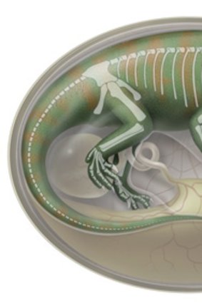 Semitransparent flesh reconstruction of an embryonic dinosaur inside an egg, with skeleton shown