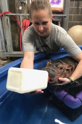 Wendy Rice, the zoo's head keeper of Africa, feeds Fiona from a bottle.