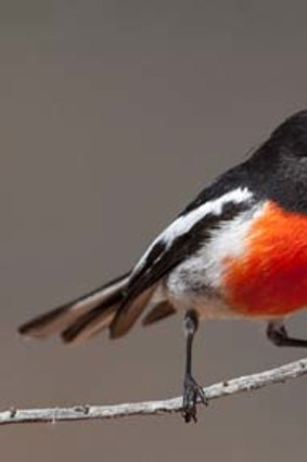 A red capped robin.