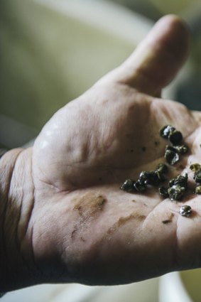 Oyster farmer Ray Wilcox with some tiny oysters ready to be grown in the Clyde River.