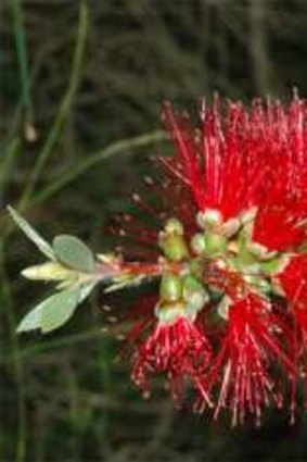 Over 5000 crimson bottlebrush were planted on Red Hill 1917 – early 1920’s