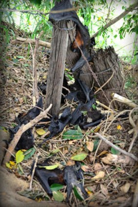 Clusters of dead flying foxes were found in and around colonies throughout southeast Queensland this summer.