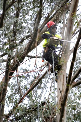 Matt Atwell saws off a branch heavy with seed pods on a mountain ash tree.