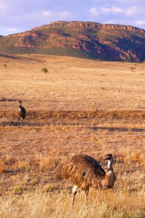 Emus stride across the plains.