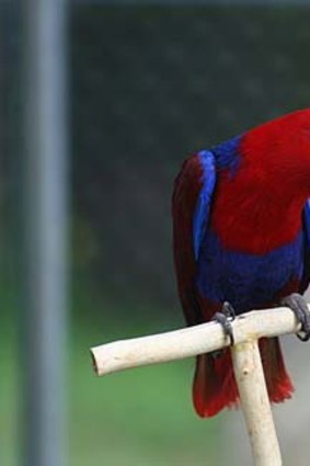 A female eclectus parrot.