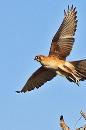 The kestrel's mottled underside camouflages it from prey animals on the ground.