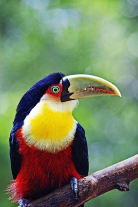 A red-breasted toucan.