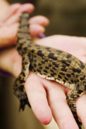 Little crocodiles like this one are bred in captivity for their skins, which are turned into high quality leather for bags and shoes.