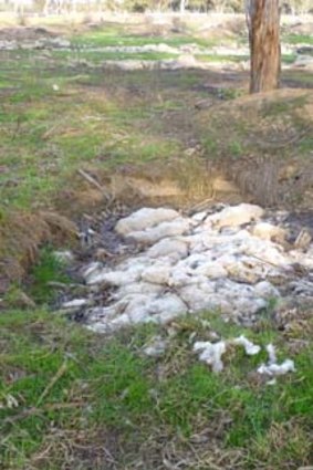 A photo of the sheep carcasses.