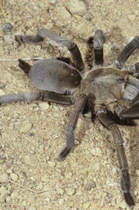 A Tarantula, Phlogius crassipes Tarantula