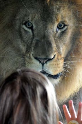 Wellington toddler Sofia Walker facing down male lion Malik at Wellington Zoo.