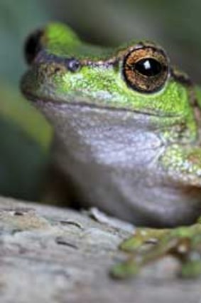 Endangered: the spotted tree frog.