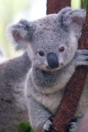 High priority: Koala.