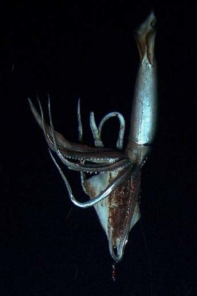 Deep dive ...  a giant squid.