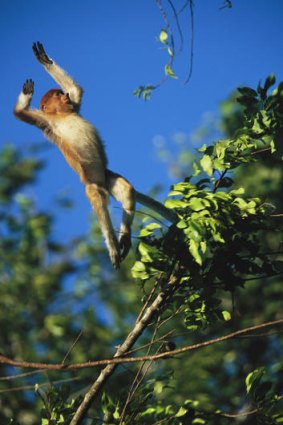 A proboscis monkey.