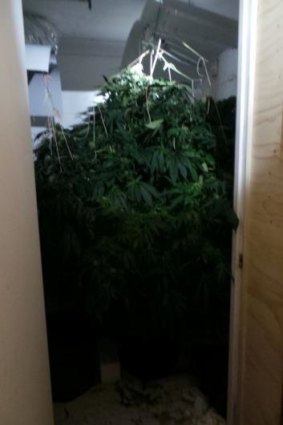 The cannabis plants seized from a Stirling house.