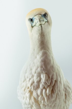 Chicken the Australasian gannet. By Leila Jeffreys.