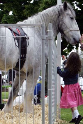 Australia's tallest horse, Luscombe Nodram, otherwise know as Noddy.