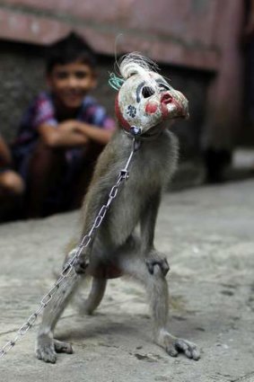 Show time: A trained monkey wearing a mask during a "topeng monyet" (masked monkey) show in east Jakarta.