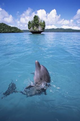 A Bottlenose dolphin plays in the water.